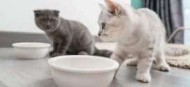 Royal Canin : Coffret chaton gratuit sur simple demande